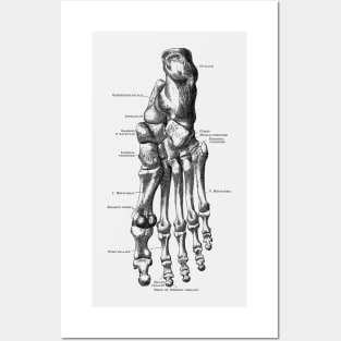 Left Foot Skeletal Diagram - Vintage Anatomy Posters and Art